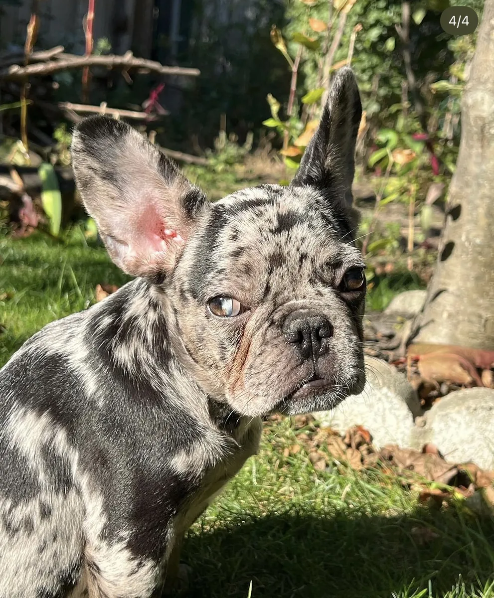 Merle French Bulldog puppy outside