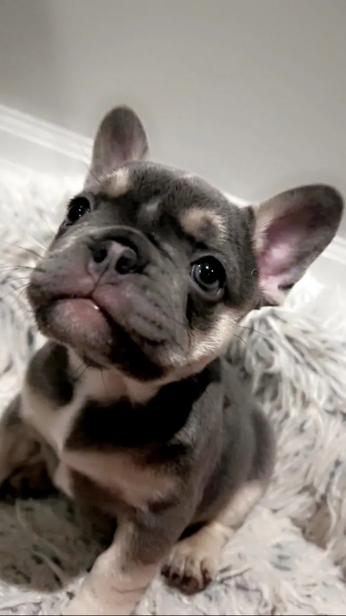 Blue tan French Bulldog puppy