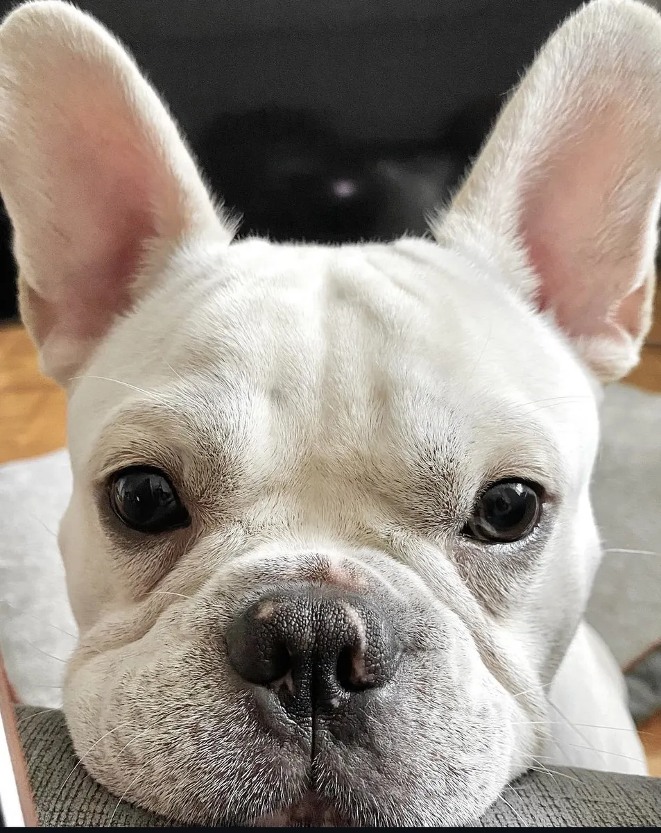 Cream French Bulldog close up portrait