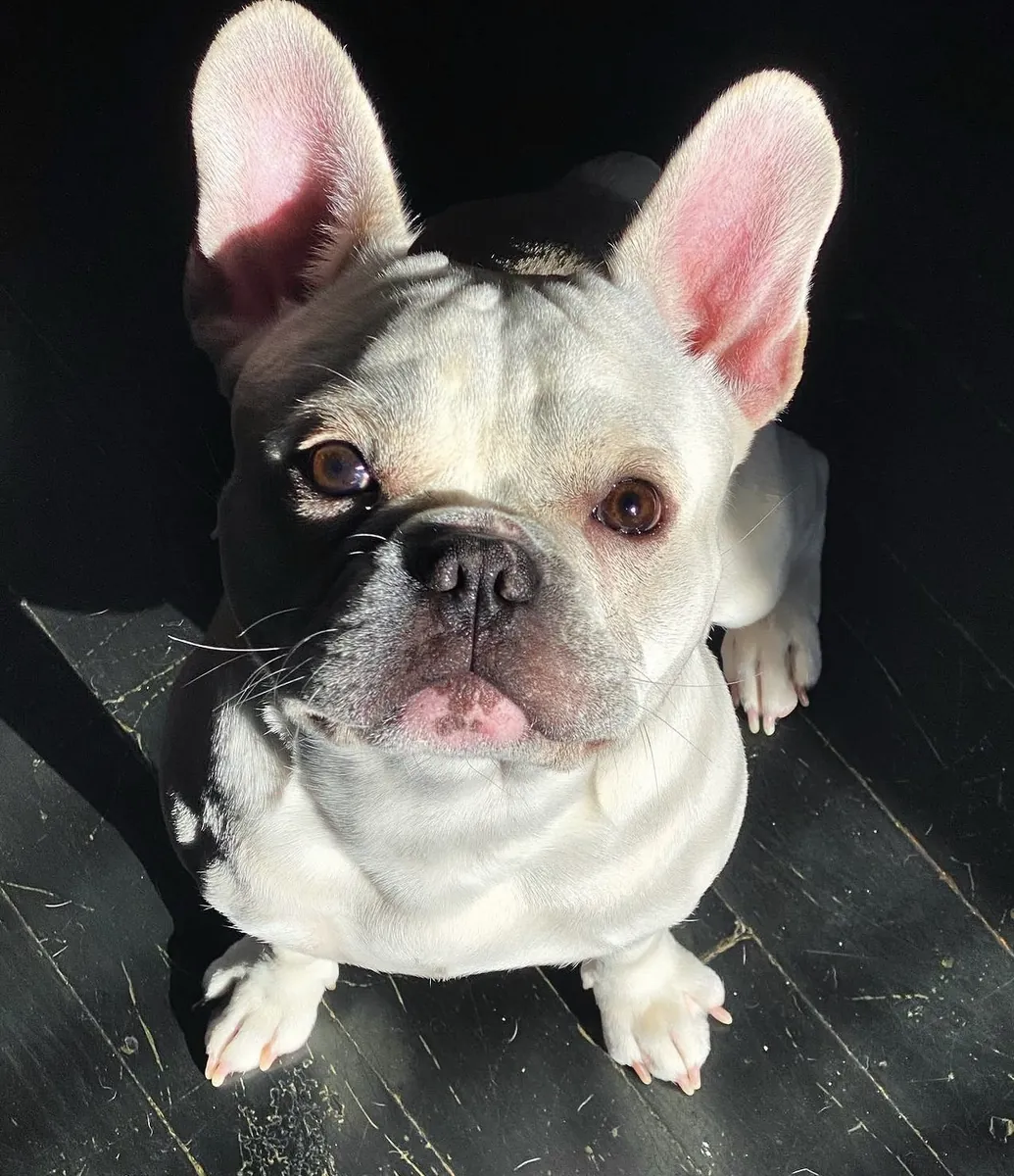 Pied French Bulldog sitting