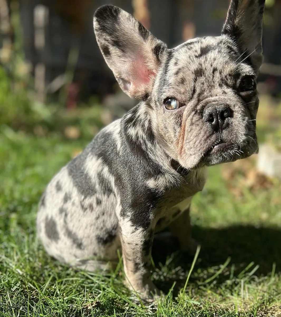 Merle French Bulldog in the grass